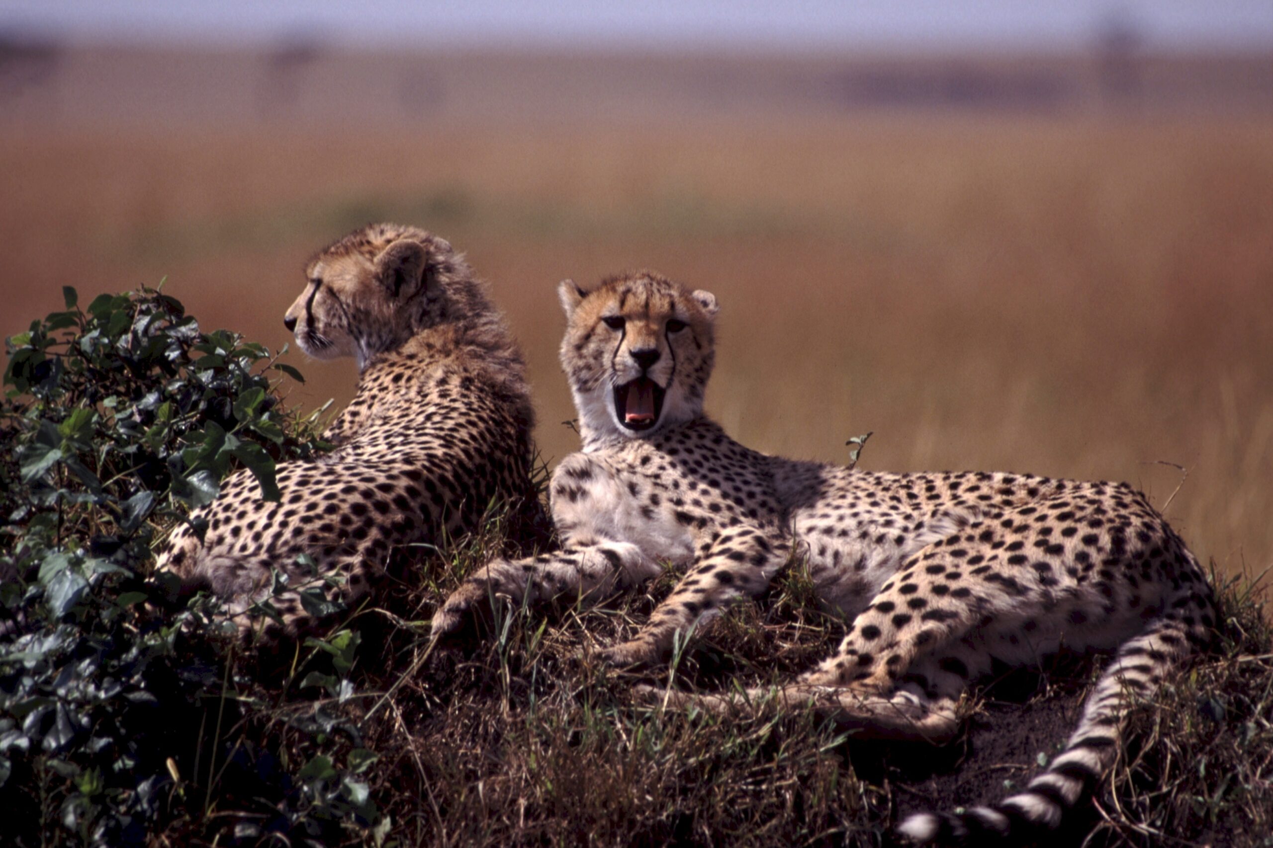 Lee más sobre el artículo Safari en Kenia: descubre la fauna africana en su hábitat natural