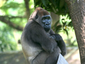 Lee más sobre el artículo Viajes a Uganda: Aventuras para ver gorilas en su hábitat natural