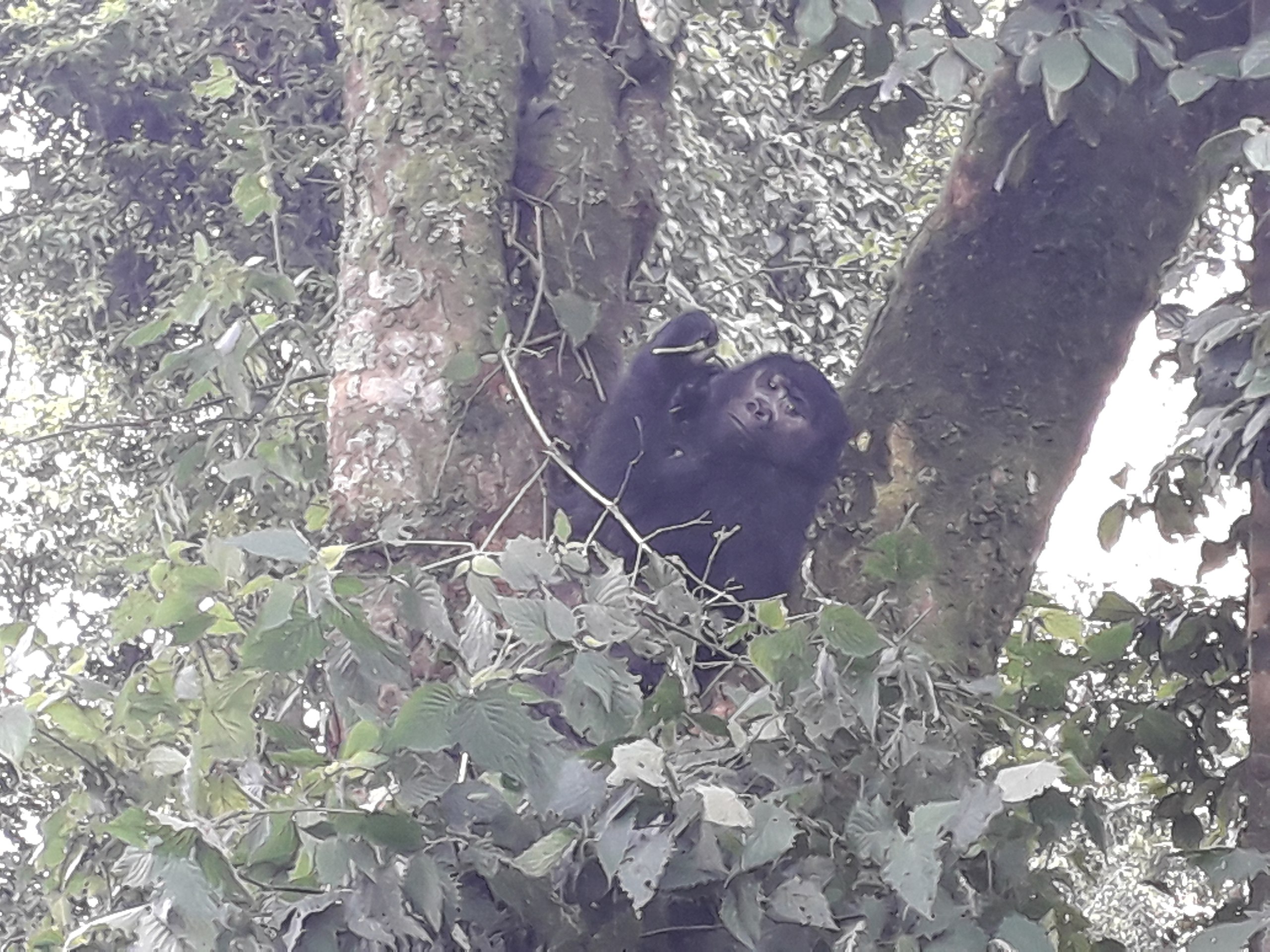 Lee más sobre el artículo Viajes para ver gorilas en Uganda: aventura única