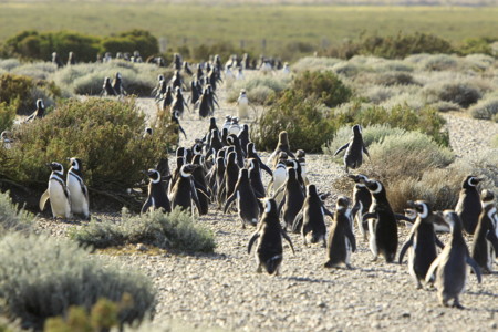 Pingüinos migrando a destinos invernales