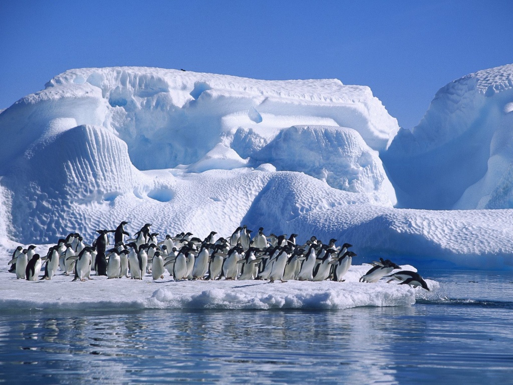 Pingüinos migrando en el agua