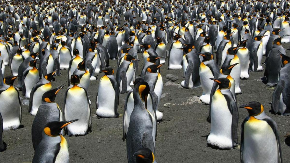 Pingüinos migrando en grupo