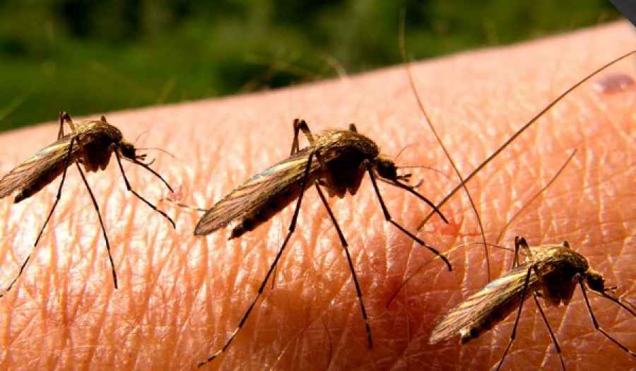 Prevención de enfermedades transmitidas por mosquitos